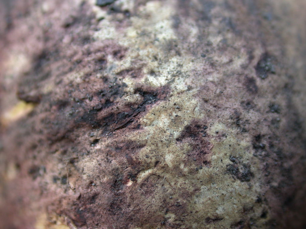 Arriva con il caldo...   QUIZ